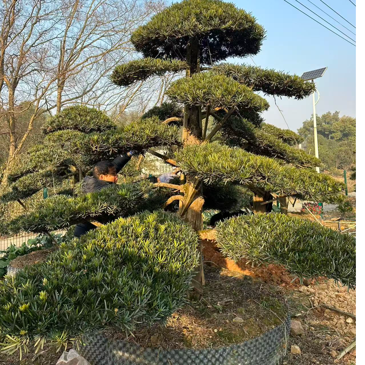 罗汉松属于庭院植物，亦有古朴风韵，彰显气质与尊贵