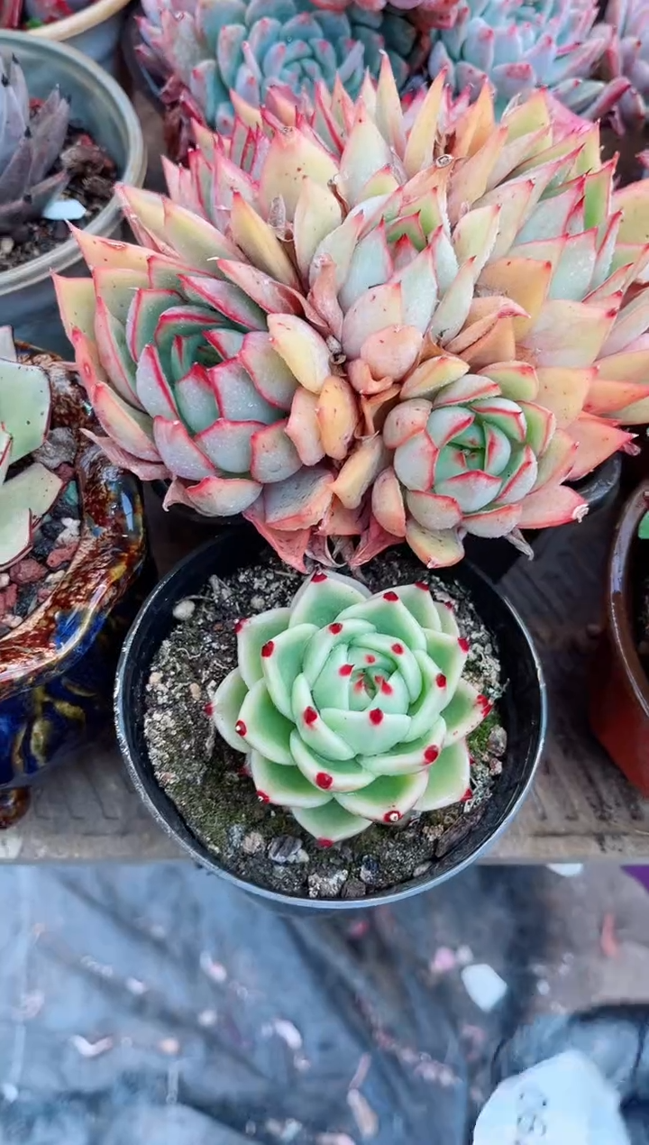 【闪购商品】06267