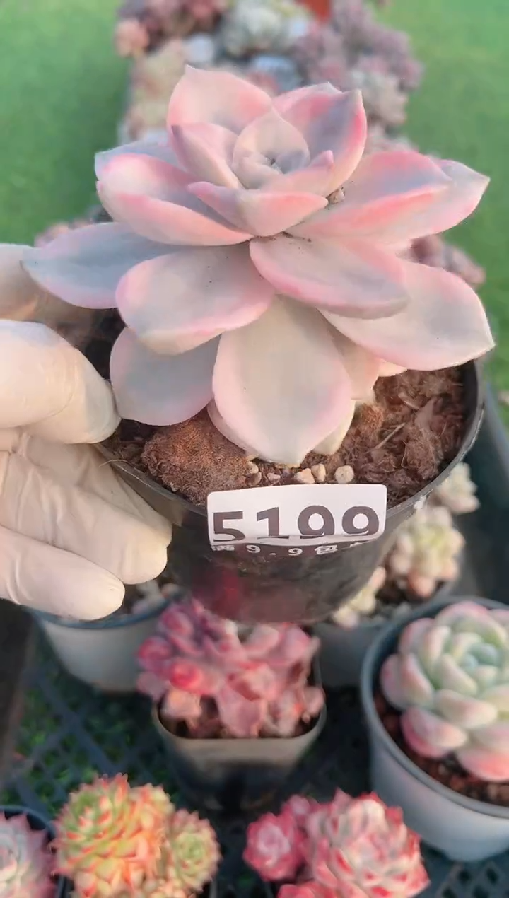 【闪购商品】信福多肉一物一拍