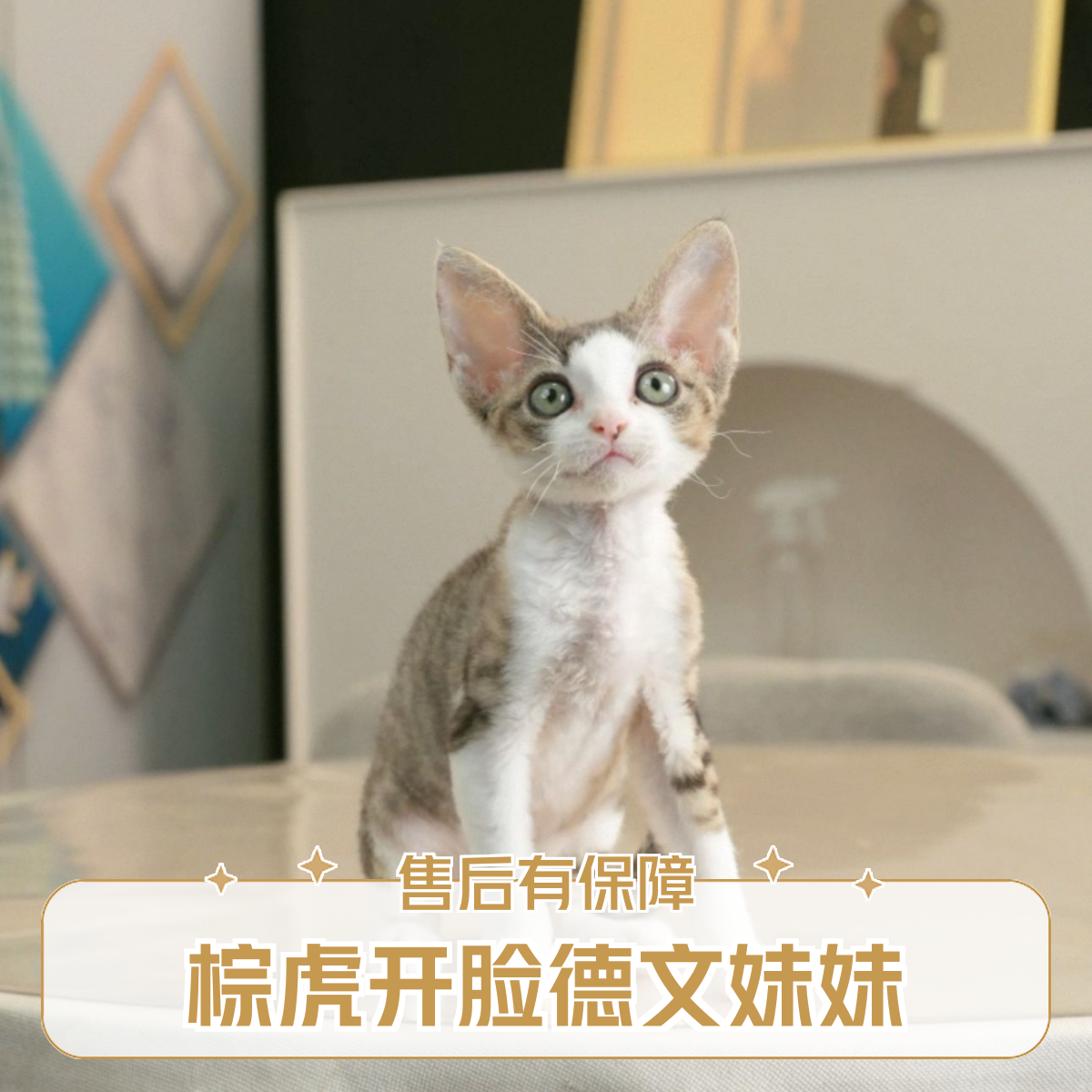 棕虎开脸妹妹（母）3月龄 2针 性格吵架粘人 脾气好 互动性强 
