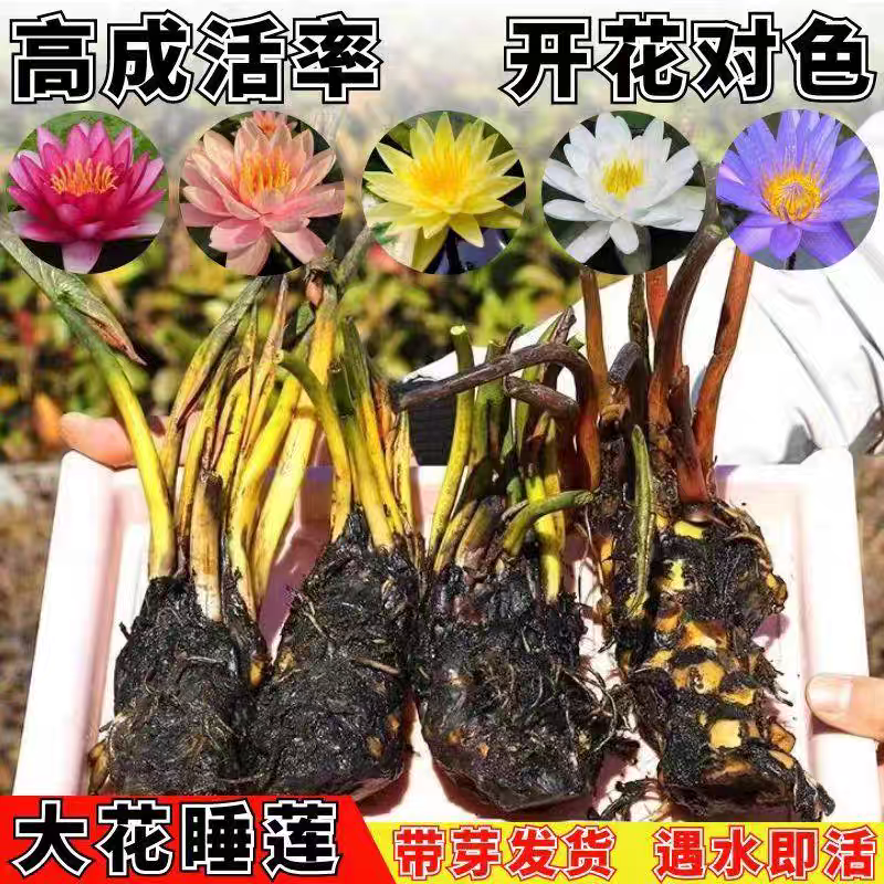 四季睡莲花池塘水养水培植物花卉大睡莲盆栽睡莲苗荷花根根块莲花