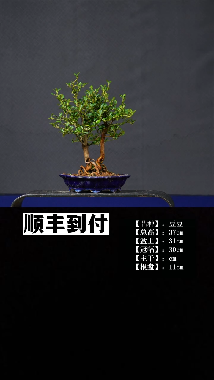 无花朵豆豆 不包邮