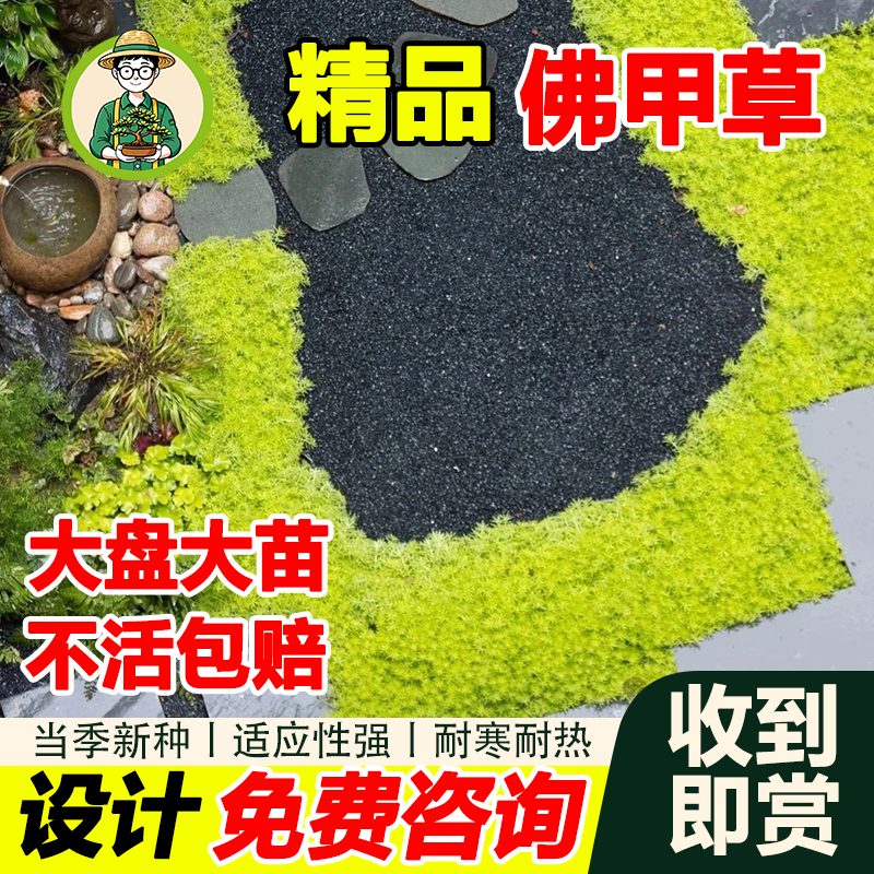 拾园记【黄金佛甲草直播间】多年生常绿庭院园林耐寒热绿植地被盆栽