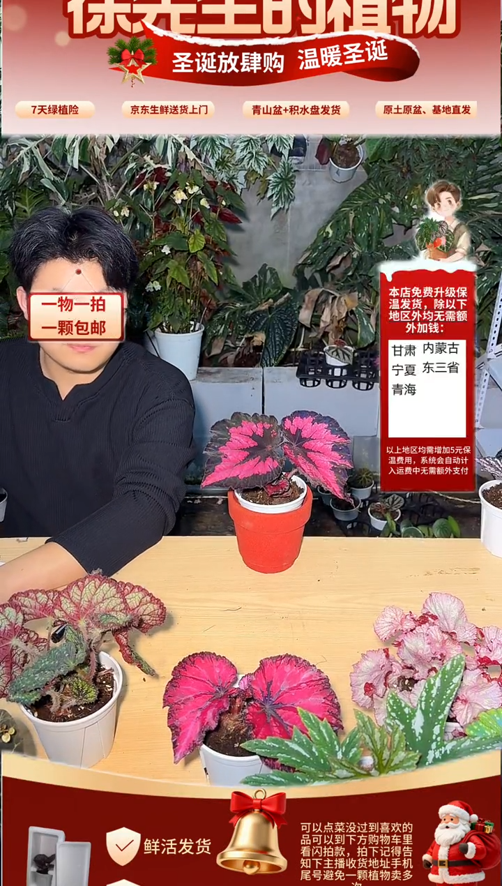 完全开放大酱菜秋海棠