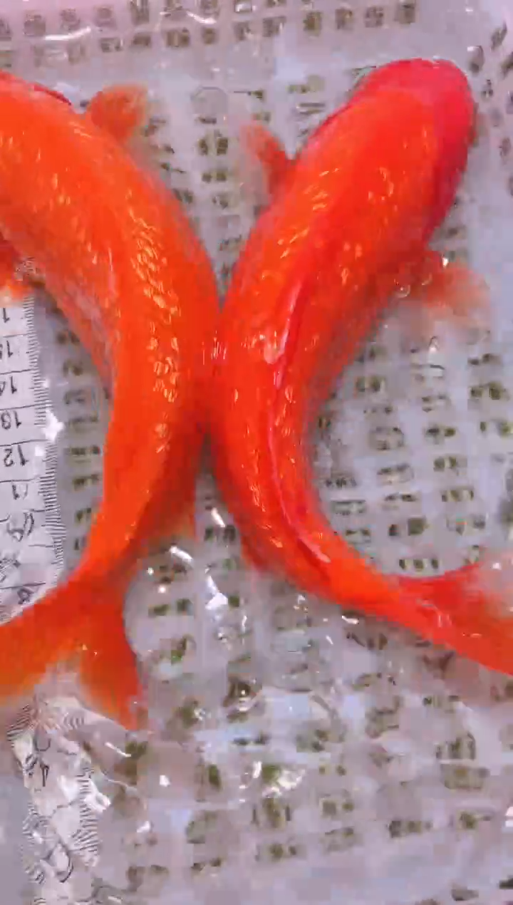 锦鲤冷水观赏鱼全场包邮239