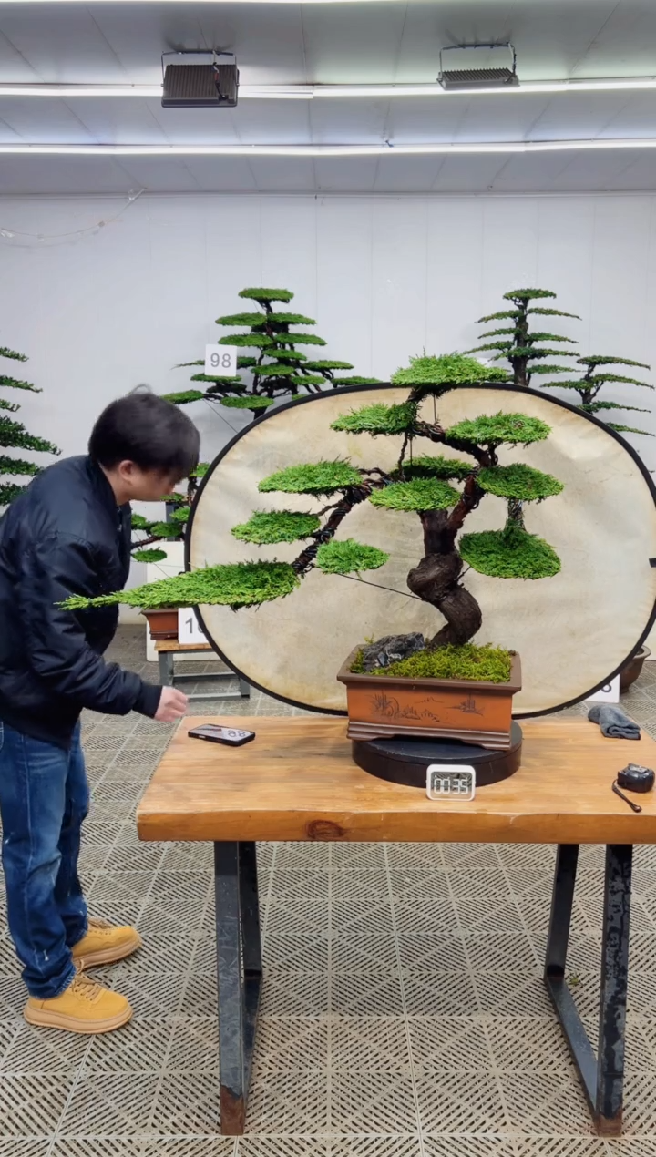 无花朵造型盆景一物一拍