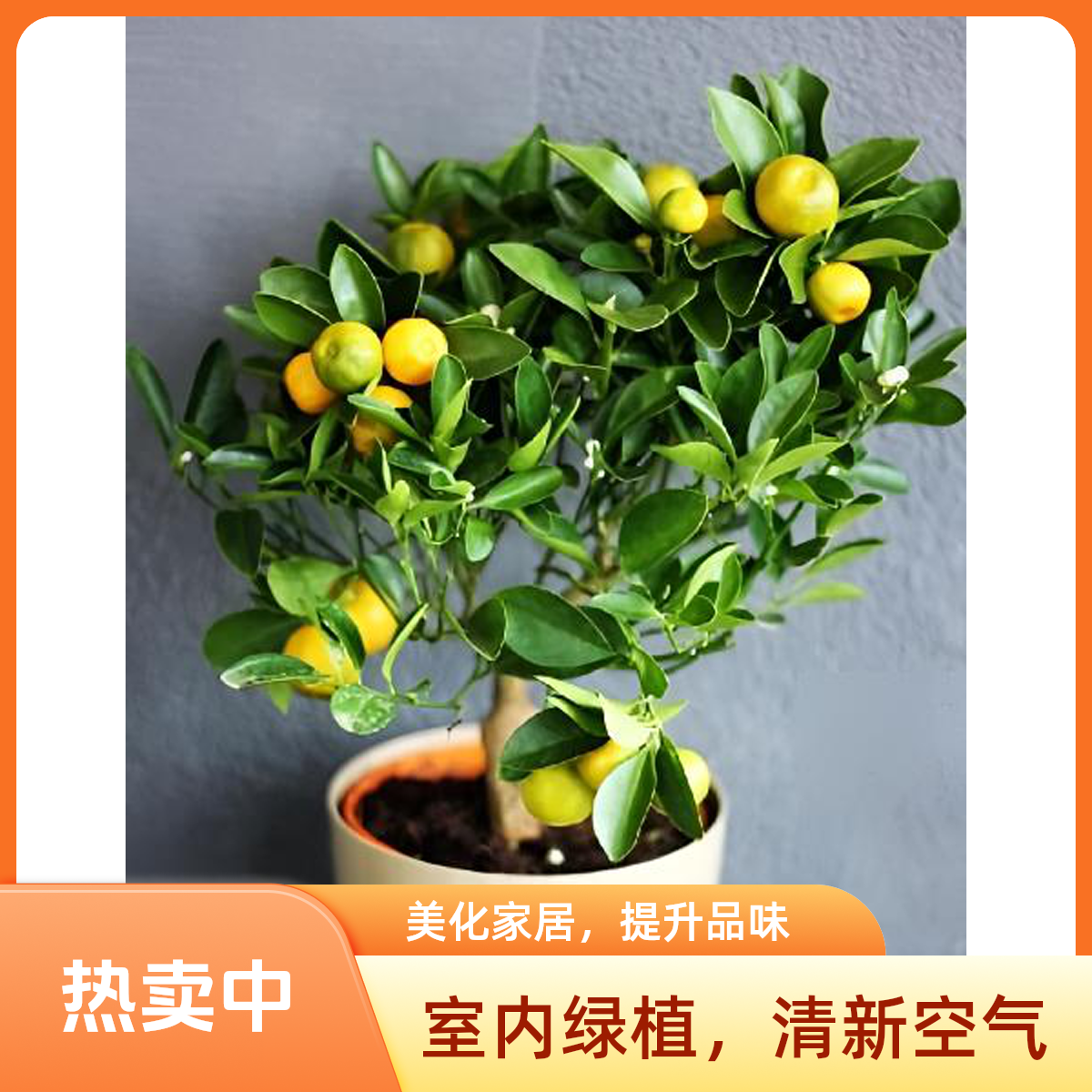 带果发货四季脆皮金桔树苗盆栽室内花卉绿植招财金桔树盆栽
