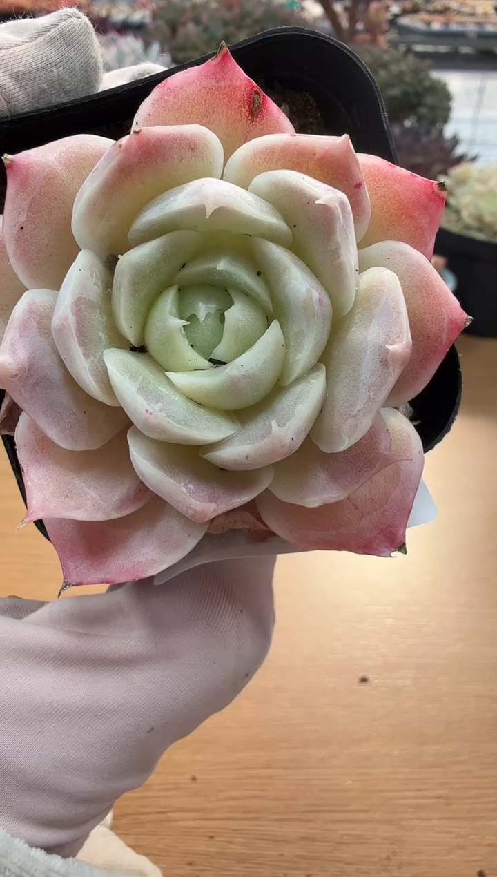 东云多肉园二店-106