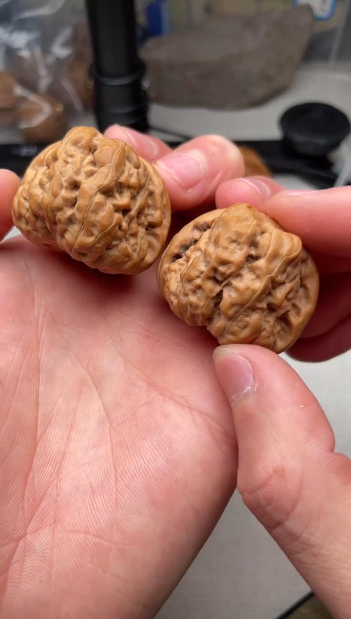 把件文玩核桃37尺蛤蟆头