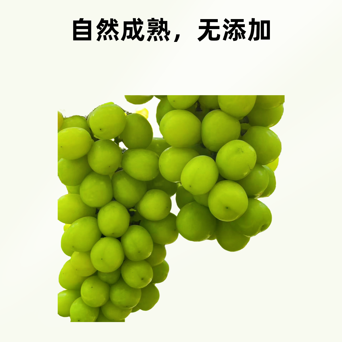 湖北省阳光玫瑰葡萄自家生态果园青提葡萄次日达湖北省