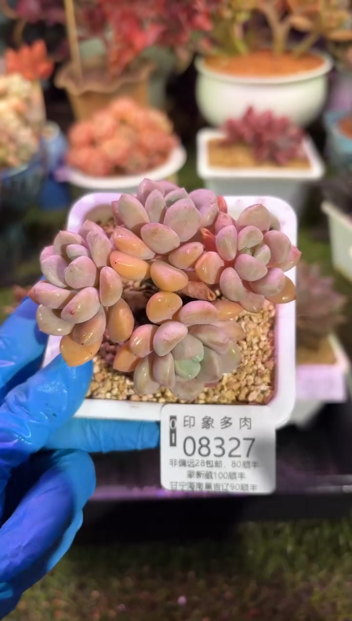 【闪购商品】08327