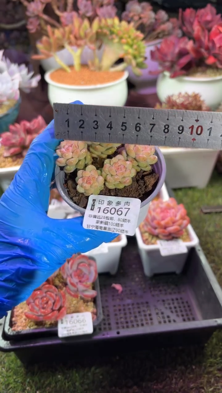 【闪购商品】16067