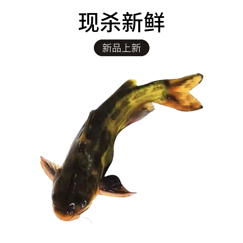 鲜活黄骨鱼500g（默认现杀）