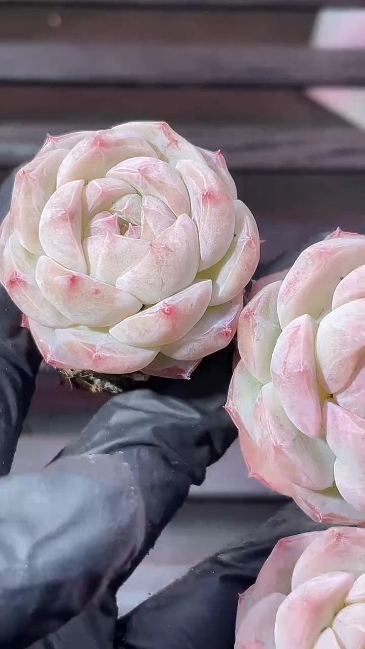 37-95 白灵珠3-4厘米量拍发一颗