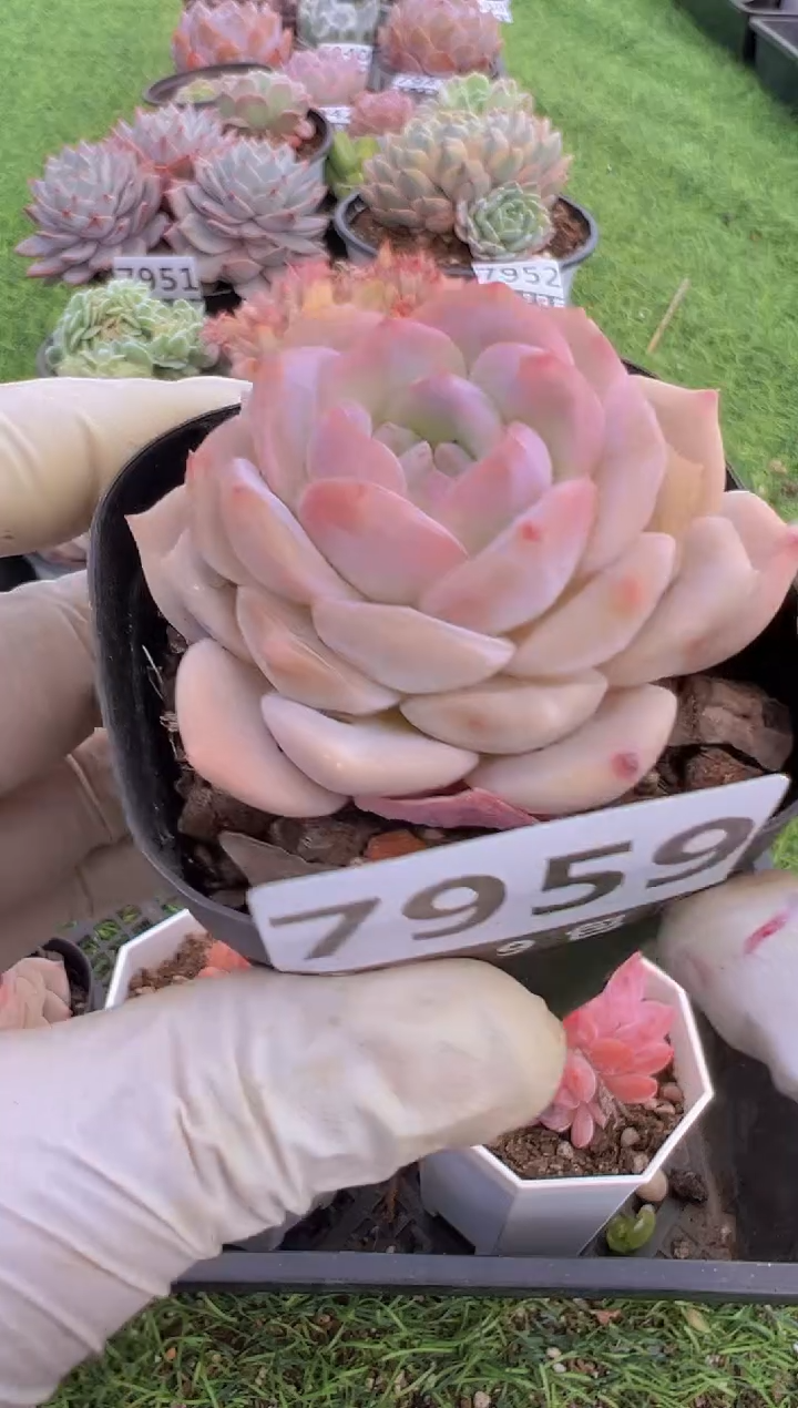 【闪购商品】信福多肉一物一拍