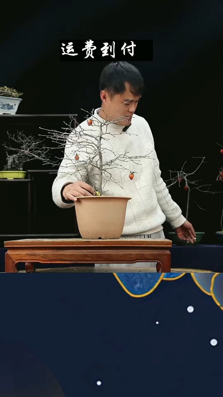 无花朵成*2601老鸦柿