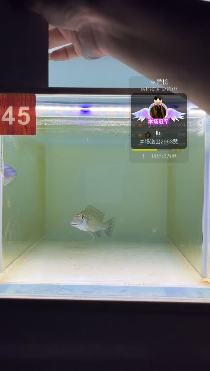 海水三湖慈鲷野生