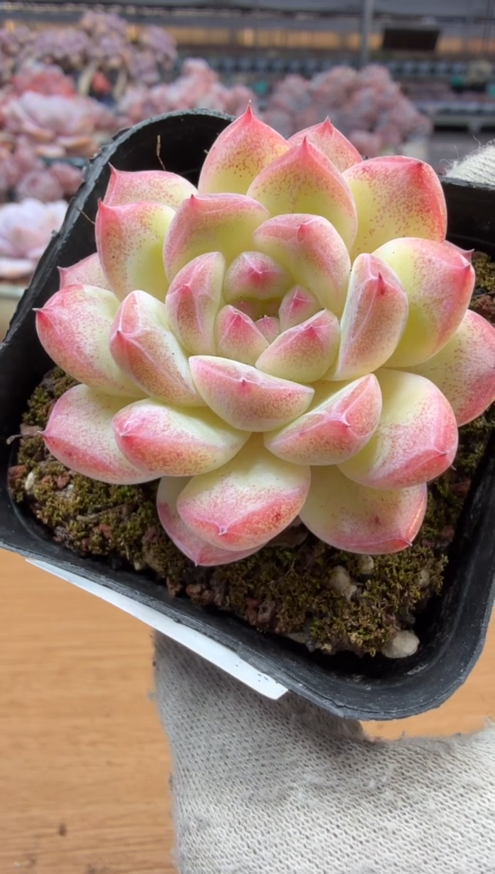 东云多肉园三店-100