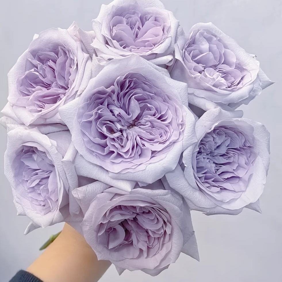 【月亮花圃】单头（紫荔枝）玫瑰1单普通快递，2单以上顺丰冷链