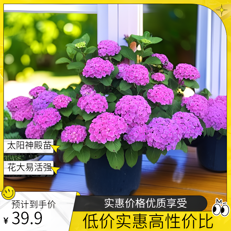 【花宝】大花绣球花苗耐冷耐热庭院室内易活