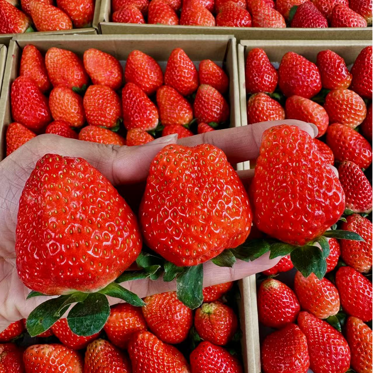 ZY【顺丰包邮】3斤净重 露天奶油草莓香甜多汁