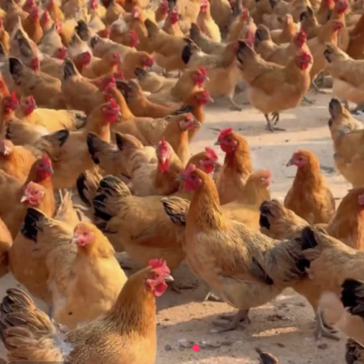 【8只三黄鸡】每只1斤左右 肉质鲜美 包邮