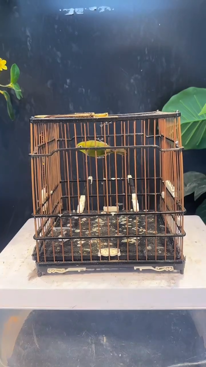 虎皮鹦鹉12号  绣眼养笼0元起拍