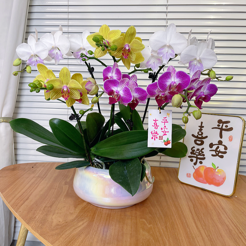 【全家福-蝴蝶兰】艺术组盆 高端鲜花 送礼 家居摆件 基地直发