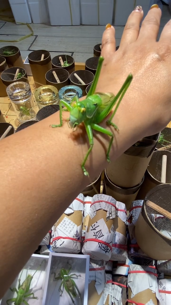 小*60米两只绿蝈蝈爬虫蝈蝈