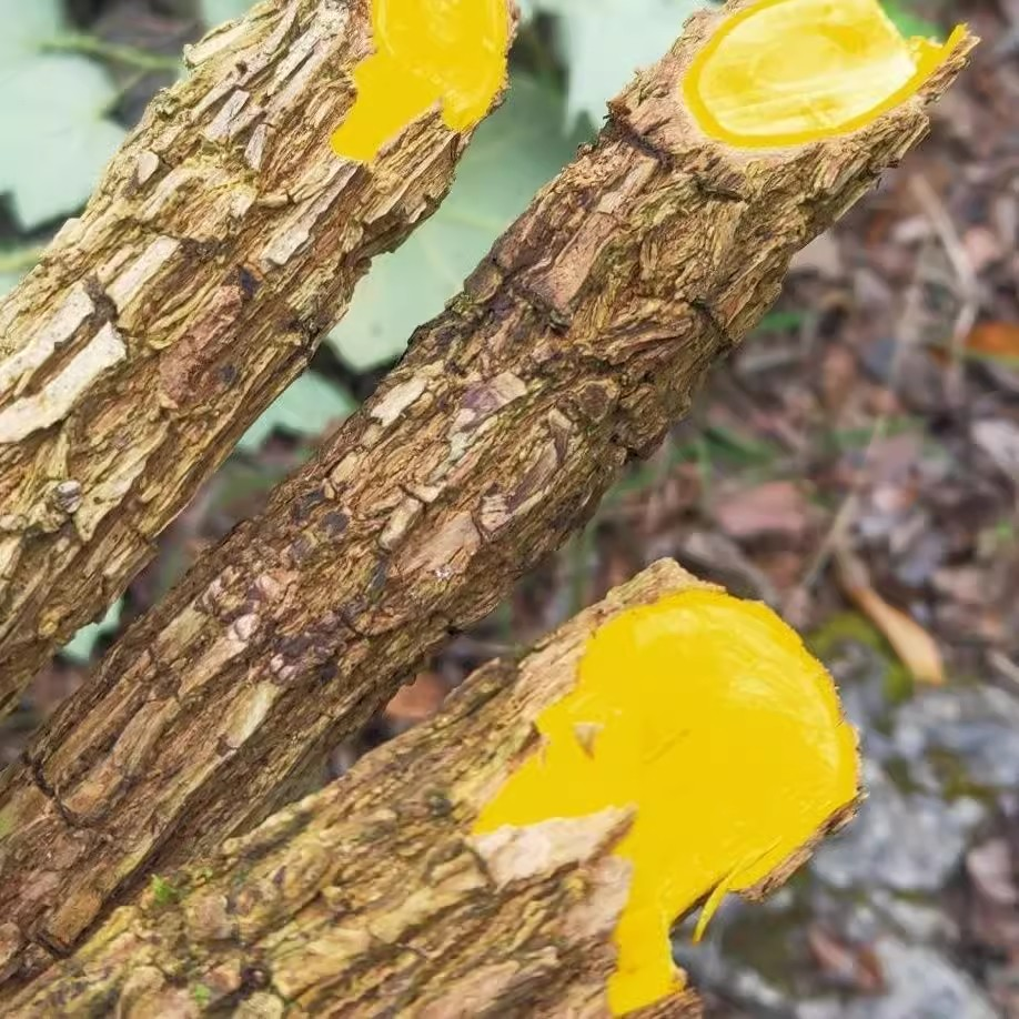 {分水岭推荐}云南深山土黄连-十大功劳250g