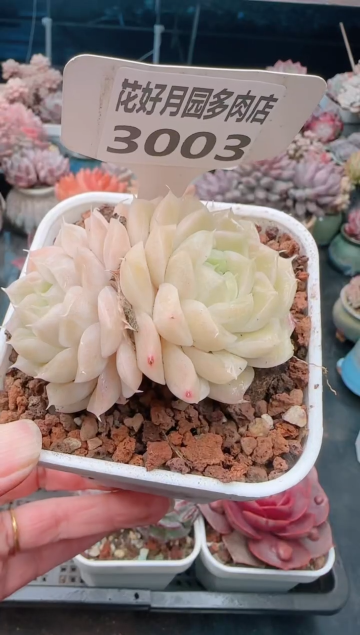 【闪购商品】3003.