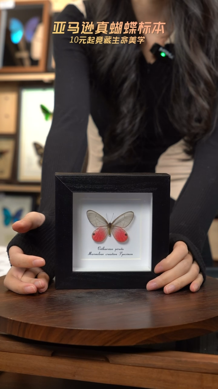 玫瑰绡眼蝶4寸方框