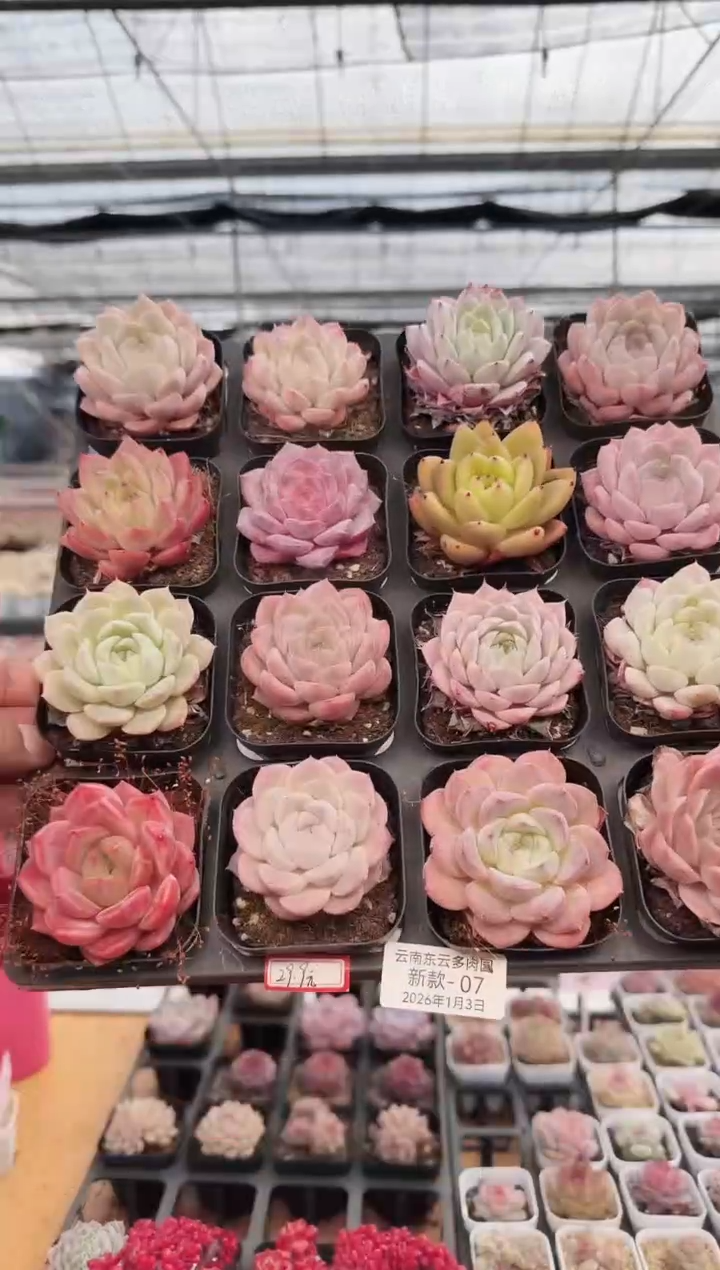 东云多肉园新款-07