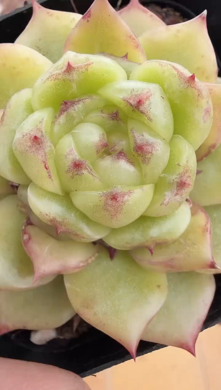 东云多肉园新款-92