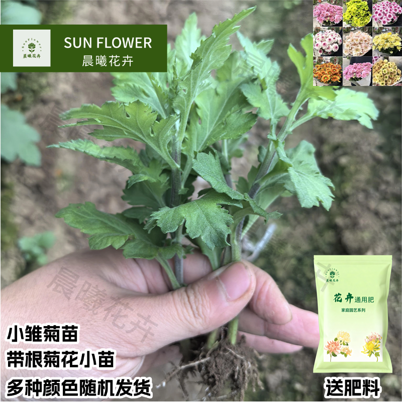 包对版鲜花盆栽雏菊小苗混色菊花苗耐寒花卉苗盆栽阳台庭院四季