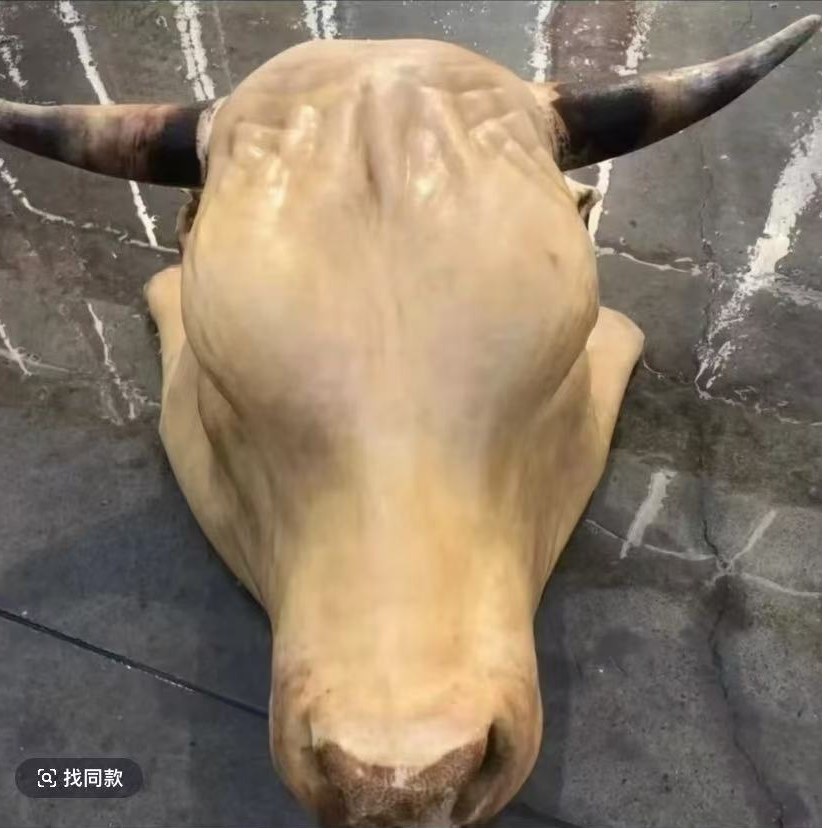 正宗的南阳散养黄牛牛头A