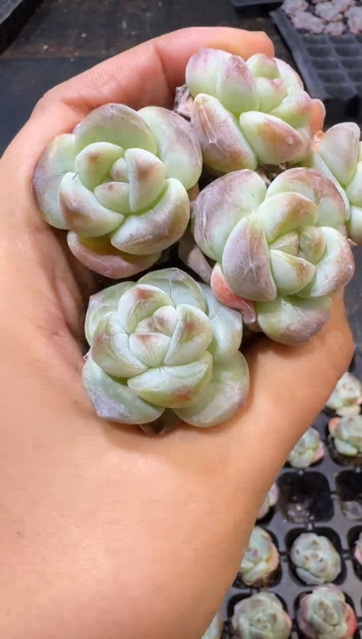 27号圆脸熊猫冰玉到手（5）棵