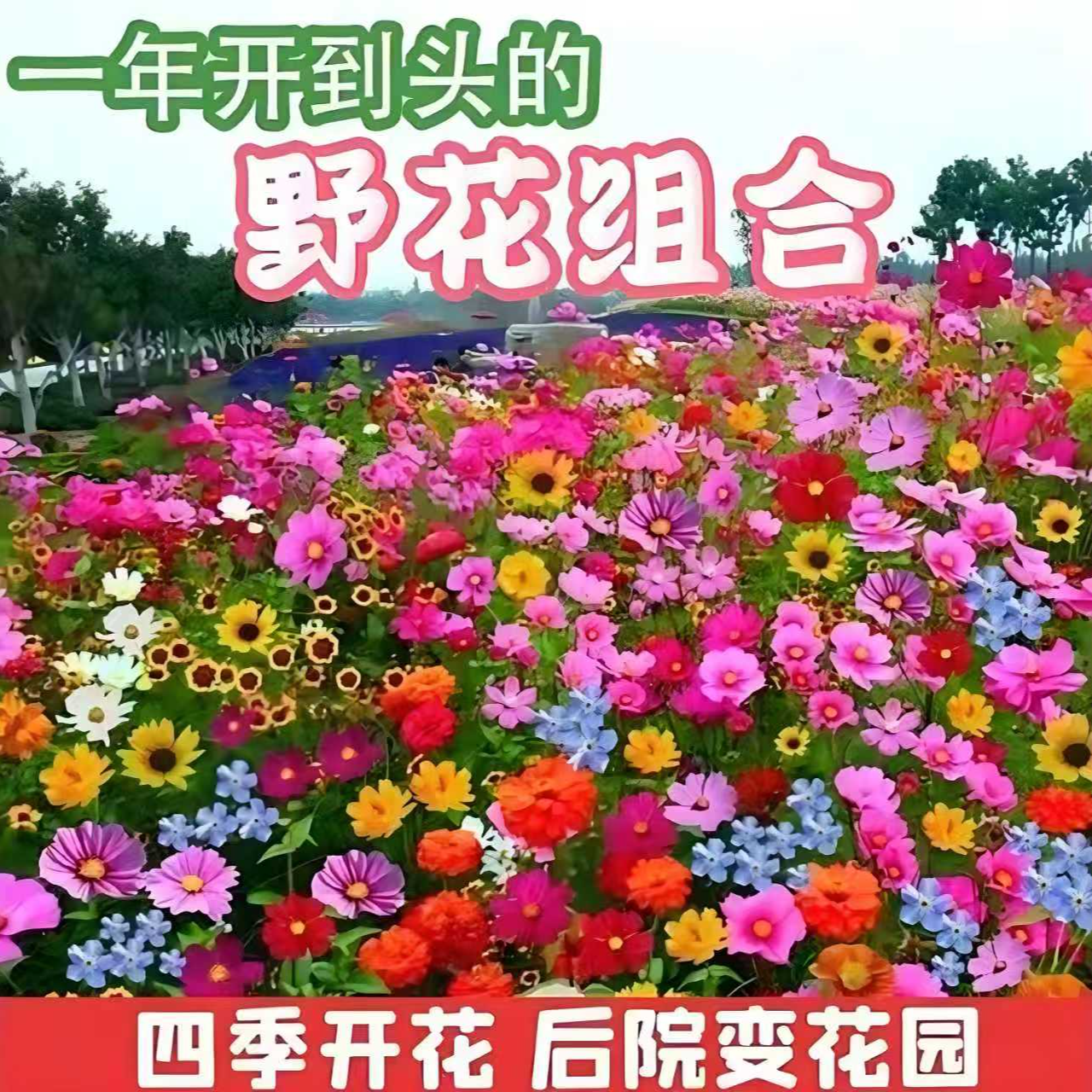 F【正版花籽】混色野花组合花卉种子太阳花洋桔梗庭院四季播种开花商品图