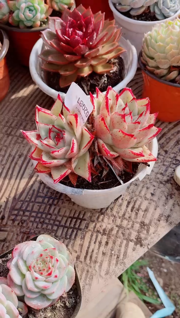 壁*尘跃跃精品多肉02081