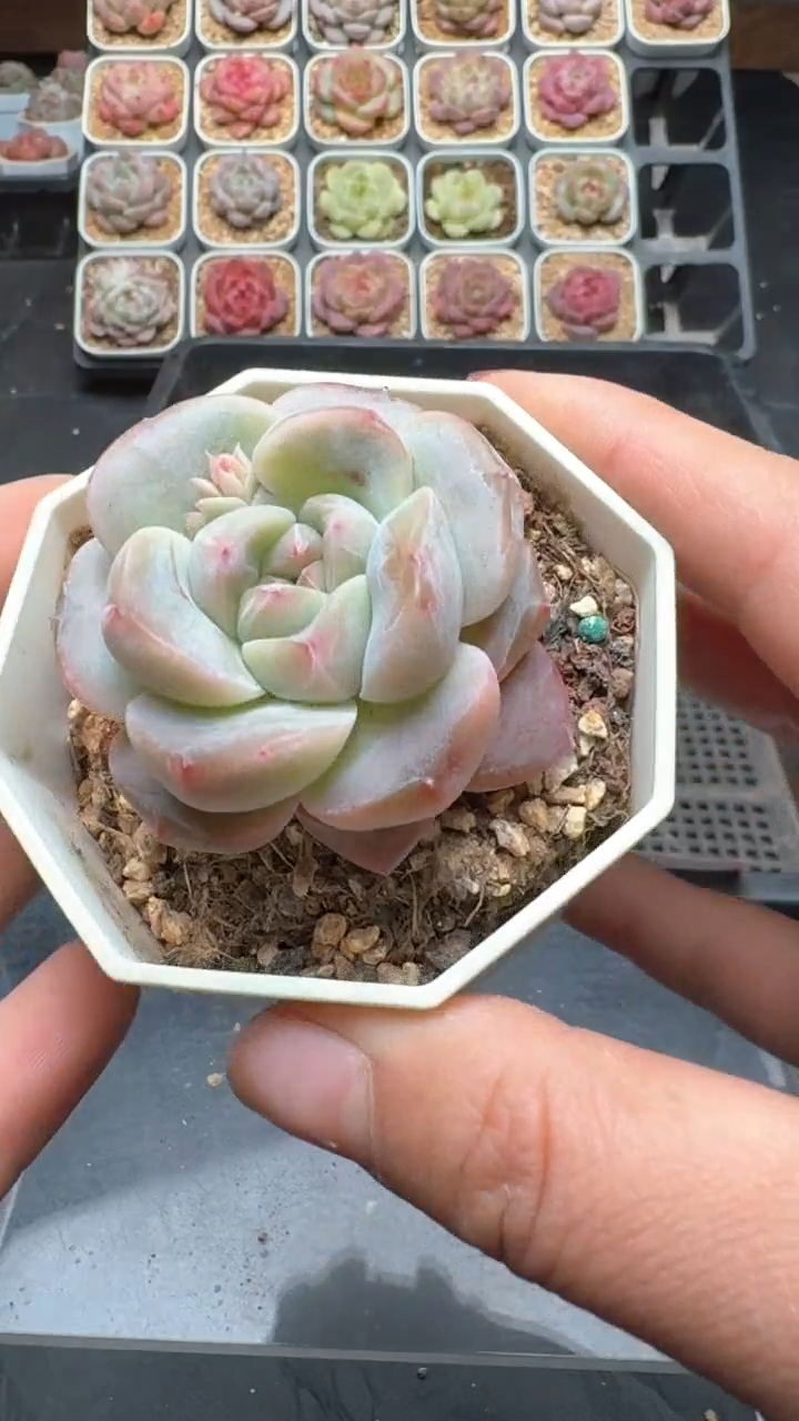 【闪购商品】807号珍妮多肉一物一拍3单包邮