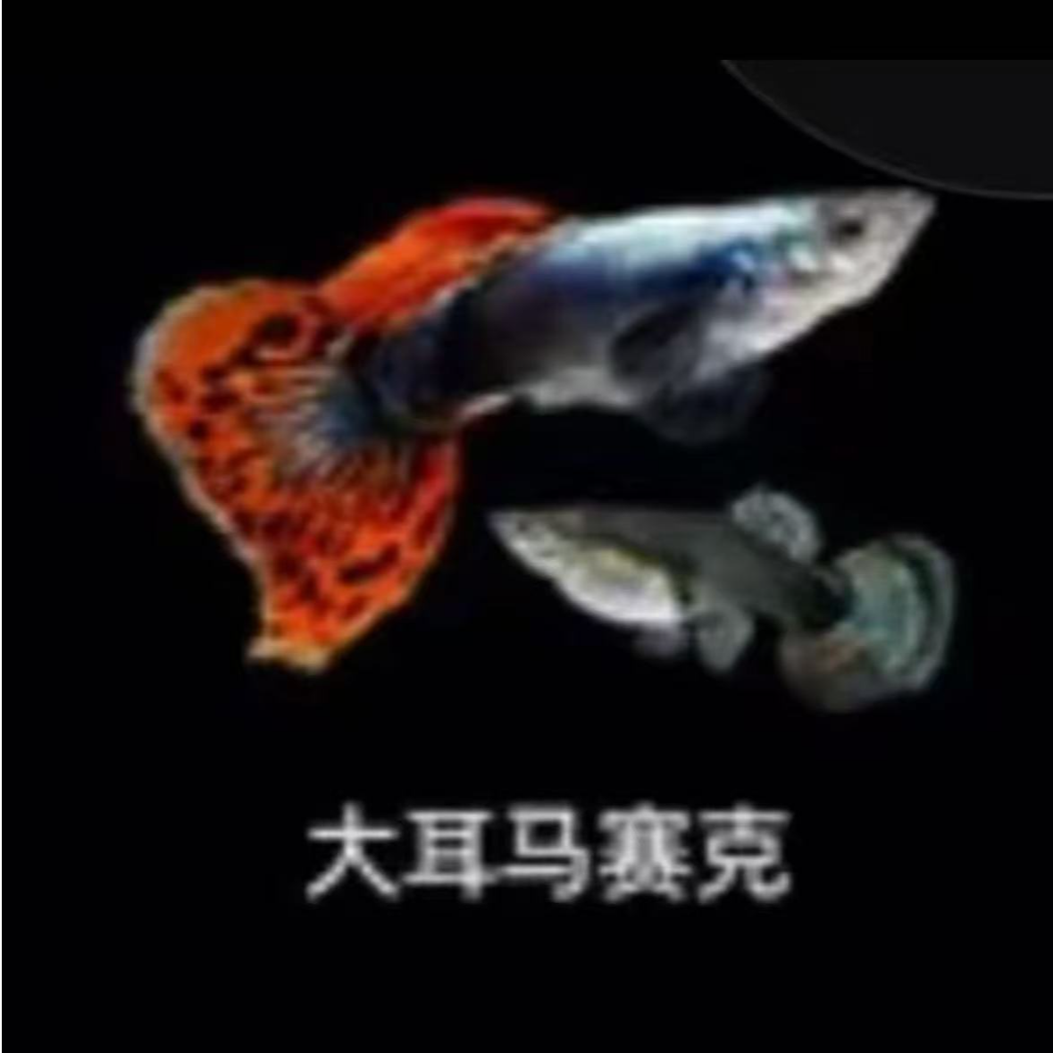 【大耳马赛克】单品孔雀鱼好看好养皮实耐活繁殖能力强观赏鱼