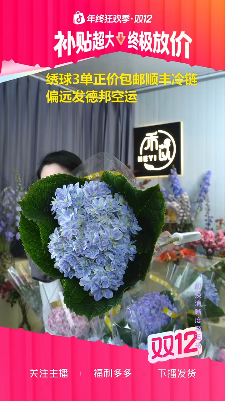 完全开放13号绣球 有色差介意勿拍