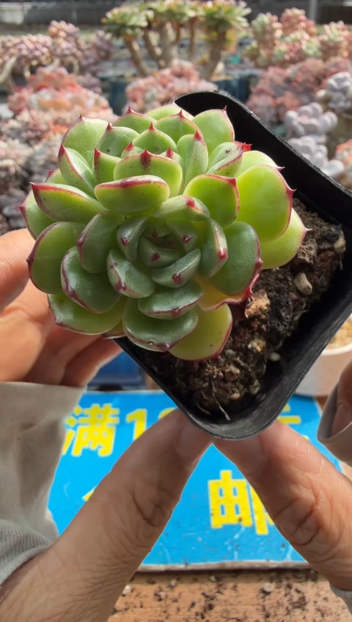 东云多肉园二店-462
