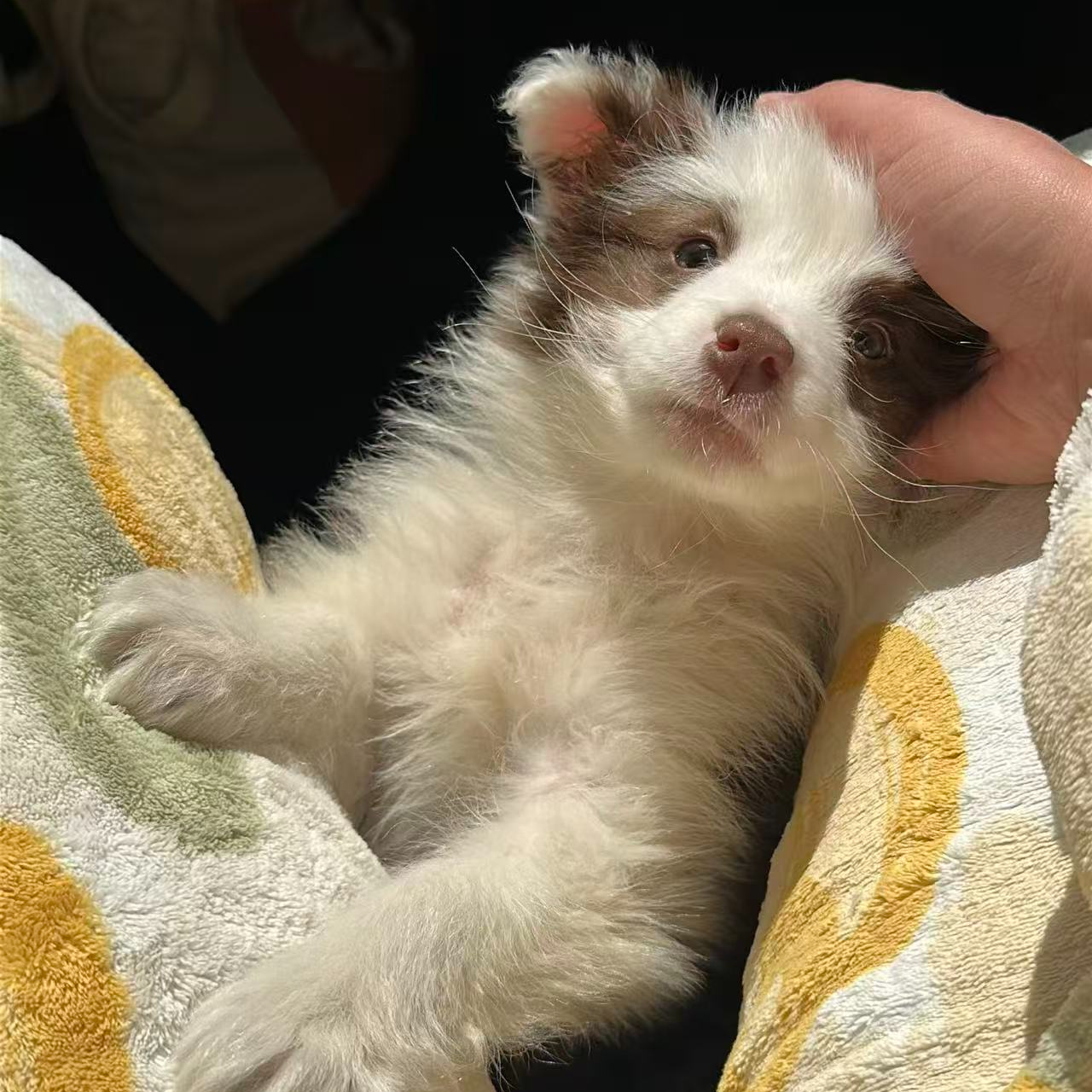 Mermer边牧乐园专注繁育十年老店