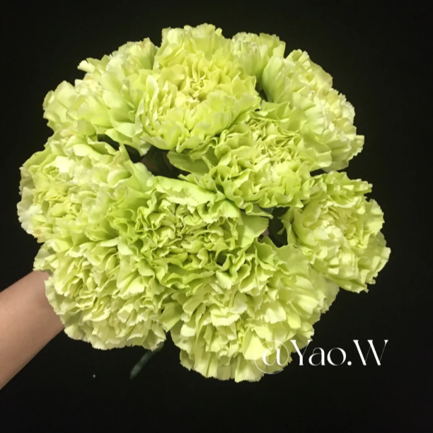 龙井康乃馨 20枝 （其中5枝短小断不赔付）介意勿拍+营养剂