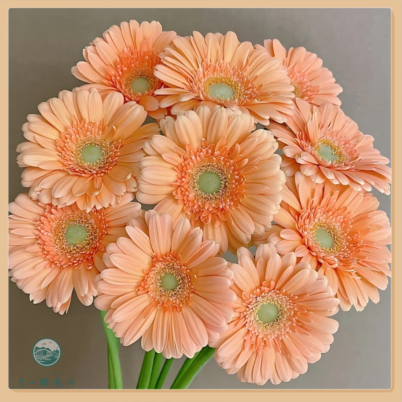 【兰小胖】方德A级-小人鱼非洲菊10枝装稀有小众超长花期顺丰发货