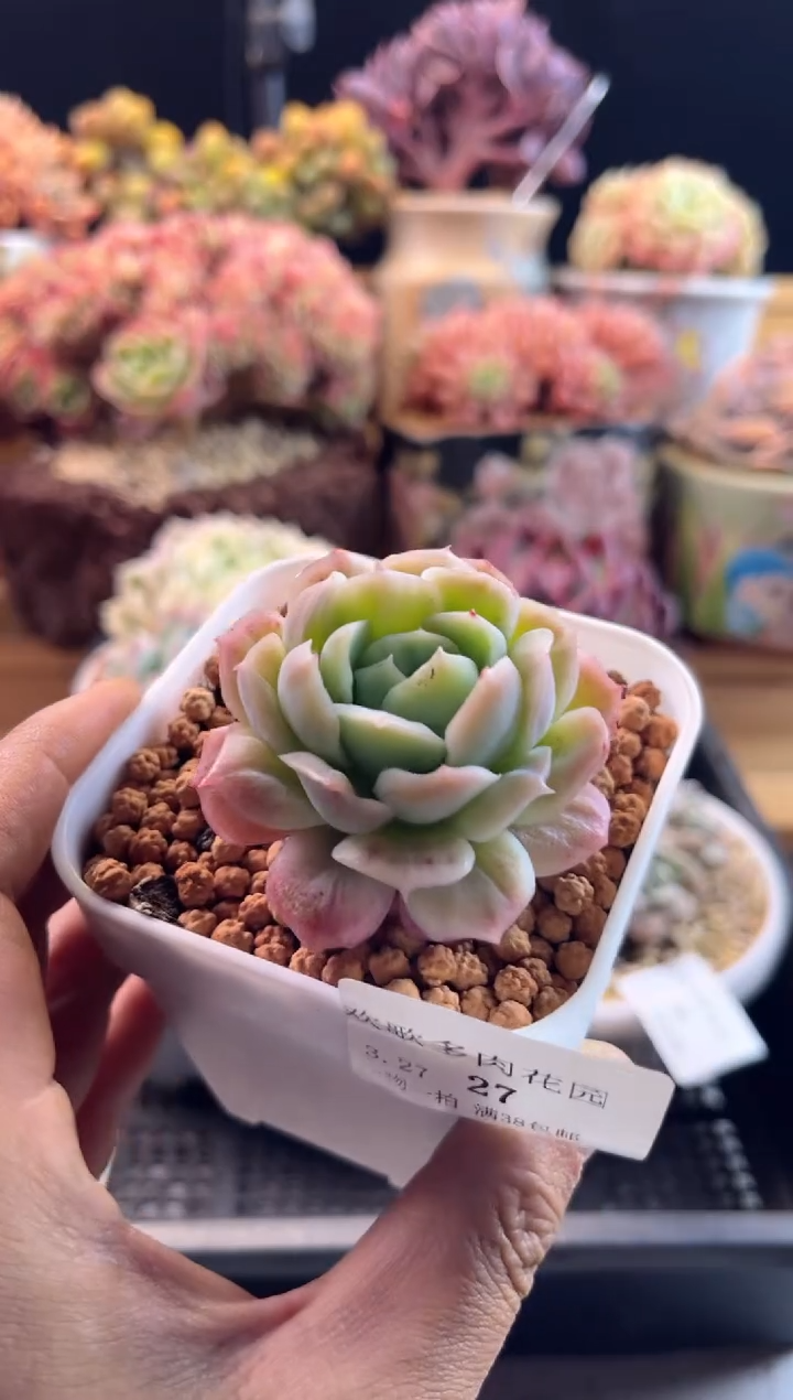 3.27-27泡泡纱裙111111