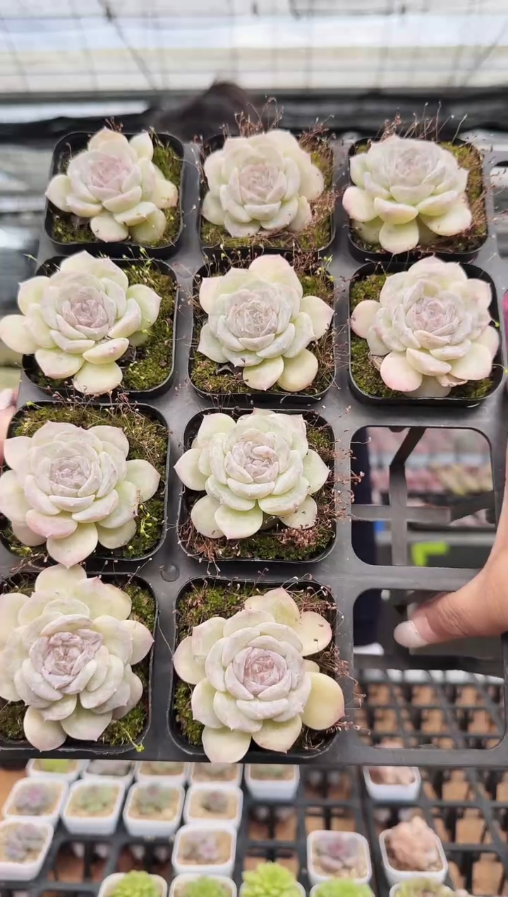 东云多肉园新款-164（其中一棵）