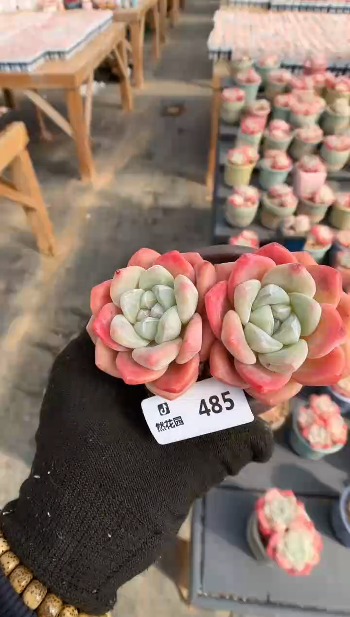 【闪购商品】485冰玉一物一拍