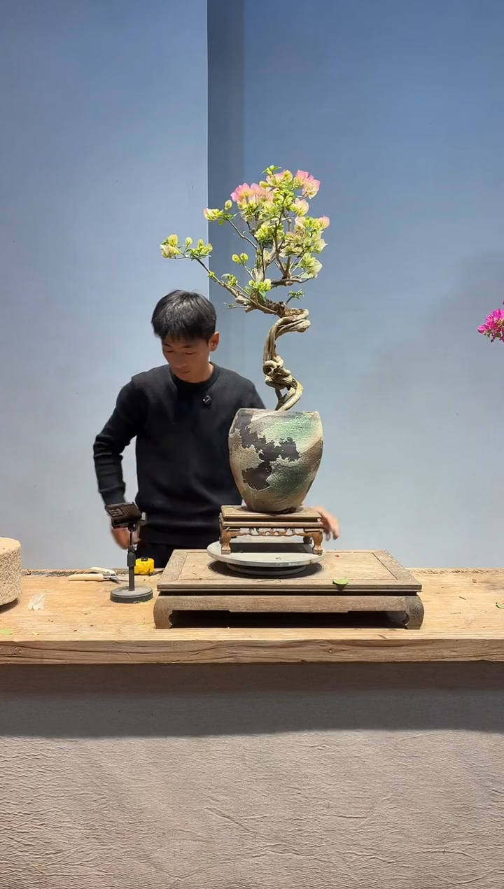 以实际为准三角梅66